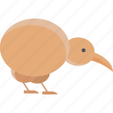 kiwi, bird, egg, nature
