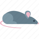 mouse, animal, house, rat