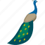 peacock, beautiful, bird, forest, rain 