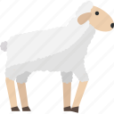 sheep, farm, flat icon, goat, wool