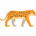 leopard, animal, fast, forest, wild