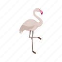 bird, flamingo, animal, beautiful, flamingos, pink, summer
