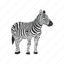 zebra, africa, animals, running, wild, zebras
