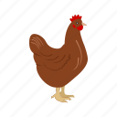 animal, chicken, bird, farm, hen, hens, poultry