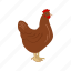 animal, chicken, bird, farm, hen, hens, poultry 