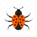 bug, insect, beetle, crawler, ladybug, pest, termite