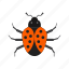 bug, insect, beetle, crawler, ladybug, pest, termite 