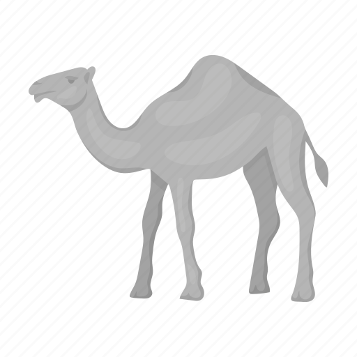 Animal, artiodactyl, camel, mammal, nature, pet, zoo icon - Download on Iconfinder