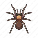 animal, arachnid, bird-eating spider, invertebrate, spider, tarantula