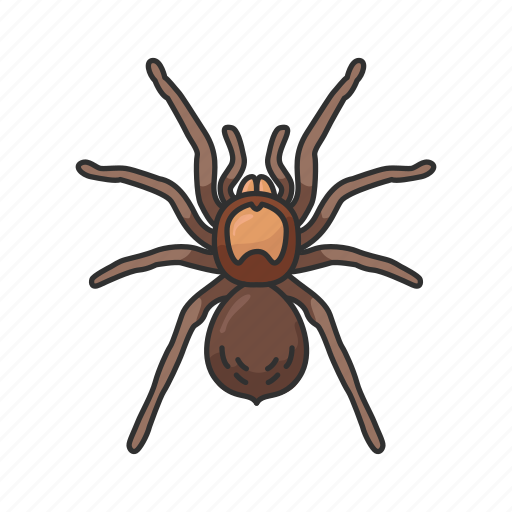Animal, arachnid, bird-eating spider, invertebrate, spider, tarantula icon - Download on Iconfinder