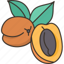 apricot, prunus, fruit, tasty, plant