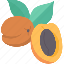 apricot, prunus, fruit, tasty, plant