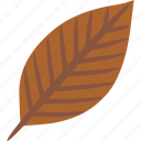 ash, leaf, autumn, fall