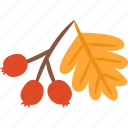 hawthorn, berry, autumn, fall