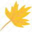 maple, leaf, yellow, autumn 