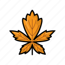 maple, leaf, foliage, autumn, fall, plant, leaves, nature, botanical