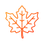 maple, autumn, leaf, plant, fall, botanical, nature, foliage, season 