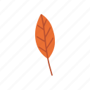 leaf, plant, autumn, nature, leaves