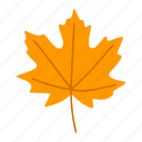 maple, leaves, forest, autumn, fall, canada, thanksgiving, leaf