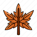 leaf, maple leaf, autumn leaves, autumn, fall, leaf fall, plant, nature, maple