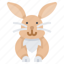 animal, bunny, mammal, rabbit