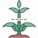 stem, cutting, plant, growth, green