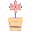 flower, plant, pot, floral 
