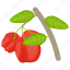 apple flower, berry fruit, red berries, rose apple, wax apple 