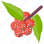 berries, berry fruit, organic pineberry, pine berry, white strawberry 