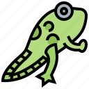 amphibian, frog, lifecycle, metamorphosis, tadpole