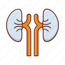 kidney, body, organs, human, ureter