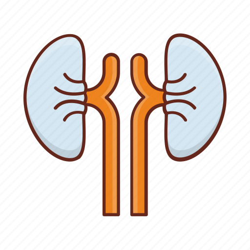 Kidney, body, organs, human, ureter icon - Download on Iconfinder