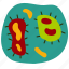 bacteria, bacterium, microbiology, science, biology, laboratory, research, analyzing, cells 