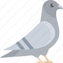 bird, flat icons, pigeon, fly, nature