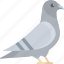 bird, flat icons, pigeon, fly, nature 