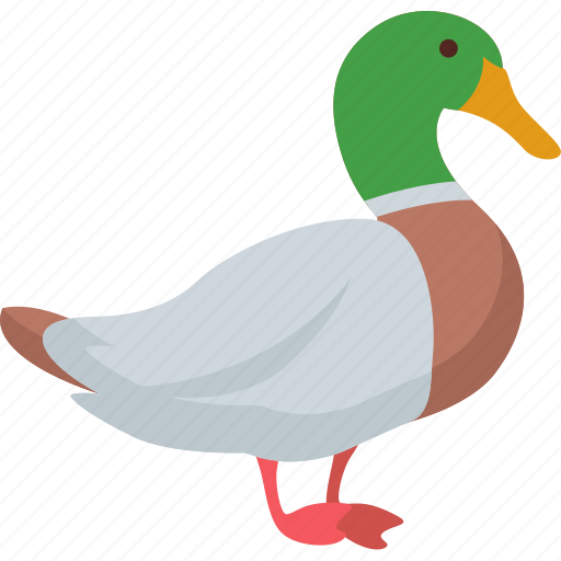 Duck, flat icons, bird, egg, food icon - Download on Iconfinder