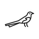magpie, bird, cabbage, oriental, culture, partridgebird, seagull, ginger
