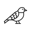 sparrow, bird, fly, dove, nature, animal, pet, wildlife