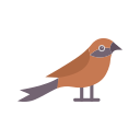 crossbill, falcon, flamingo, ibis, pecock, paradisaeaapoda, mandarinduck, catbird