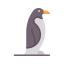 penguin, animal, bird, zoo, wildlife, nature, winter, auk 