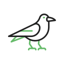 crow, bird, halloween, raven, animal, scary, horror, spooky