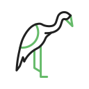 heron, bird, animal, wildlife, pelican, cranebird, creature, egret