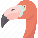 bird, flamingo, wader, ornithology, fauna