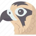 bird, tubercle, beak, falcon, predator