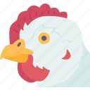 chicken, beak, hen, poultry, animal