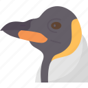 penguin, beak, bird, wildlife, antarctic