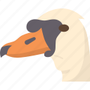 swan, beak, cygnus, feather, lake