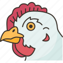 chicken, beak, hen, poultry, animal