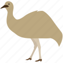 australia, australian, bird, emu, flightless, large, rhea