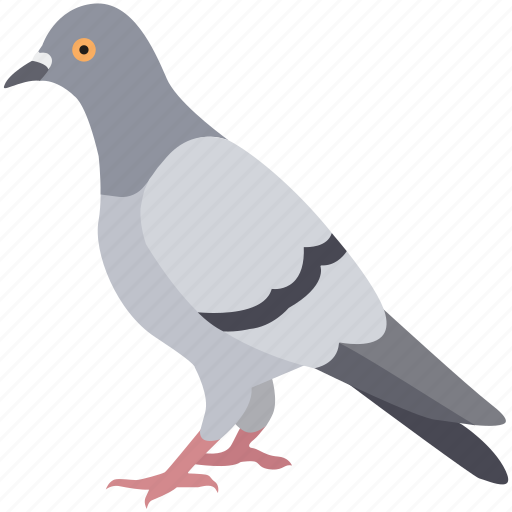 Bird, dove, feral, pigeon, squab, street, urban icon - Download on Iconfinder